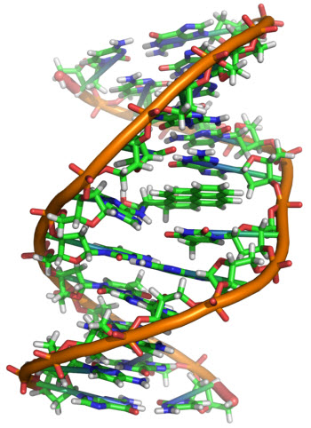 DNA