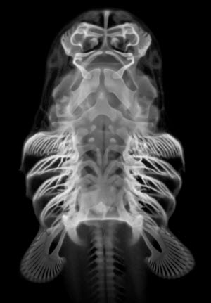 Bamboo Shark Skeleton