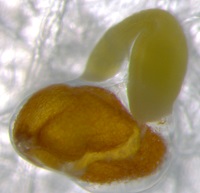 Arabidopsis seed