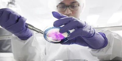 Close up of scientist working with petri dish