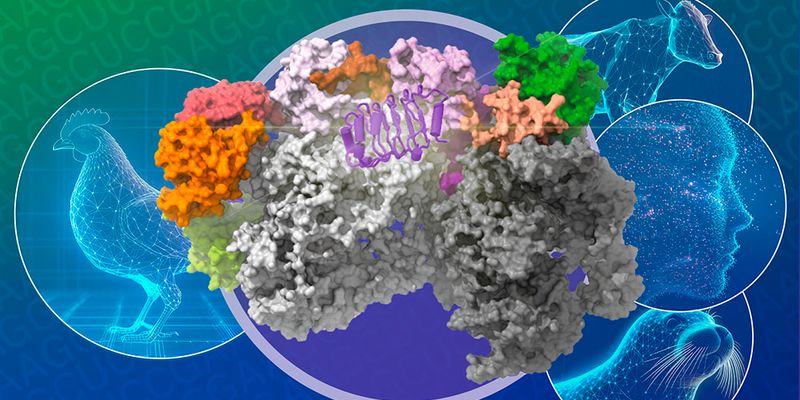 New Insights on How Bird Flu Crosses the Species Barrier | Lab Manager