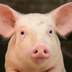 Close-up photo of a pig