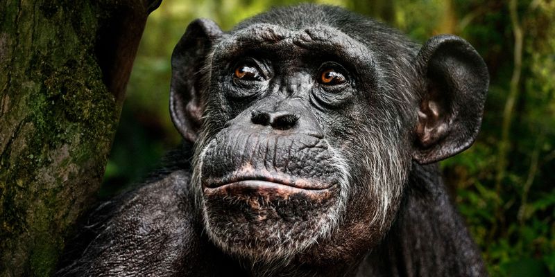 Chimpanzees Are Genetically Adapted to Resist Malaria | Lab Manager