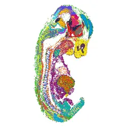 Mouse embryo on a white background