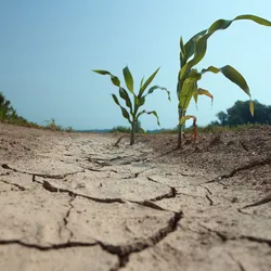 Wilted plants rising up from cracked, dry earth