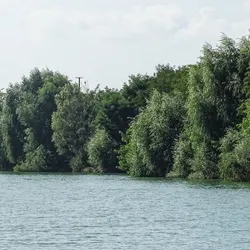Lake with trees