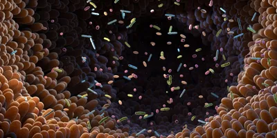 Multicolored bacteria float around the intestinal tract