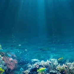 A broad underwater shot of the ocean floor with flora and fish