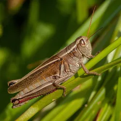 The image shows a grasshopper perched on a green blade of grass, surrounded by dense vegetation.