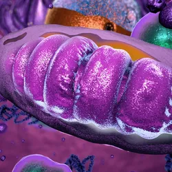 3D render of a purple mitochondria surrounded by other cellular components. The mitochondria is the powerhouse of the cell.