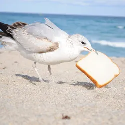 image of a seagull carrying a piece of bread illustrating the concept of effective communication is nether a seagull or sandwich method