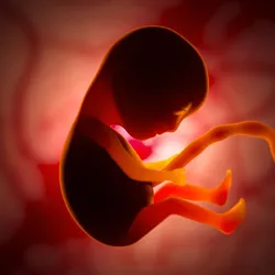 3D render of a fetus in the womb