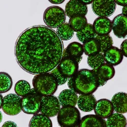 Dots of green microalgae magnified on a microscope image