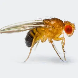 A close-up of a fruit fly (Drosophila melanogaster), a key model organism in rare disease research, including PIGA-CDG genetic mutation studies.