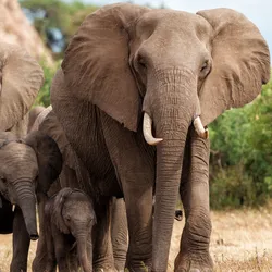 A herd of elephants walk towards the camera