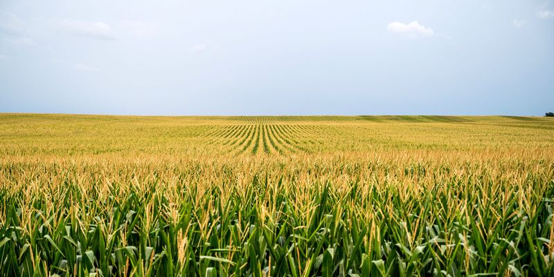 Select Corn Lines Contain Compounds That Kill Major Crop Pest | Lab Manager