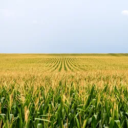 A field of corn at dusk