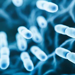 Microscopic view of rod-shaped bacteria, illustrating synthetic microbiome therapy used to suppress infections without antibiotics.