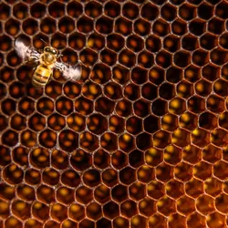 A bee sits on top of a golden beehive