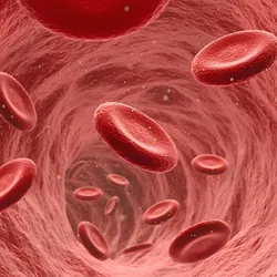 Illustration of red blood cells flowing through a blood vessel, representing circulatory health and genetic changes in regular blood donors.