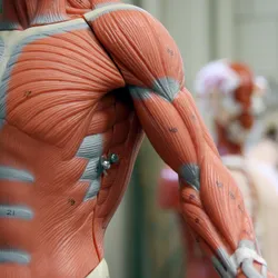 Close-up of an anatomical muscle model in a laboratory, with skeletal and muscle structures in the background, illustrating advancements in artificial muscle research.