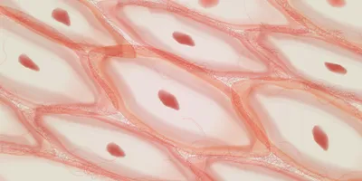 Illustration of a microscopic image of pink and tan skin cells