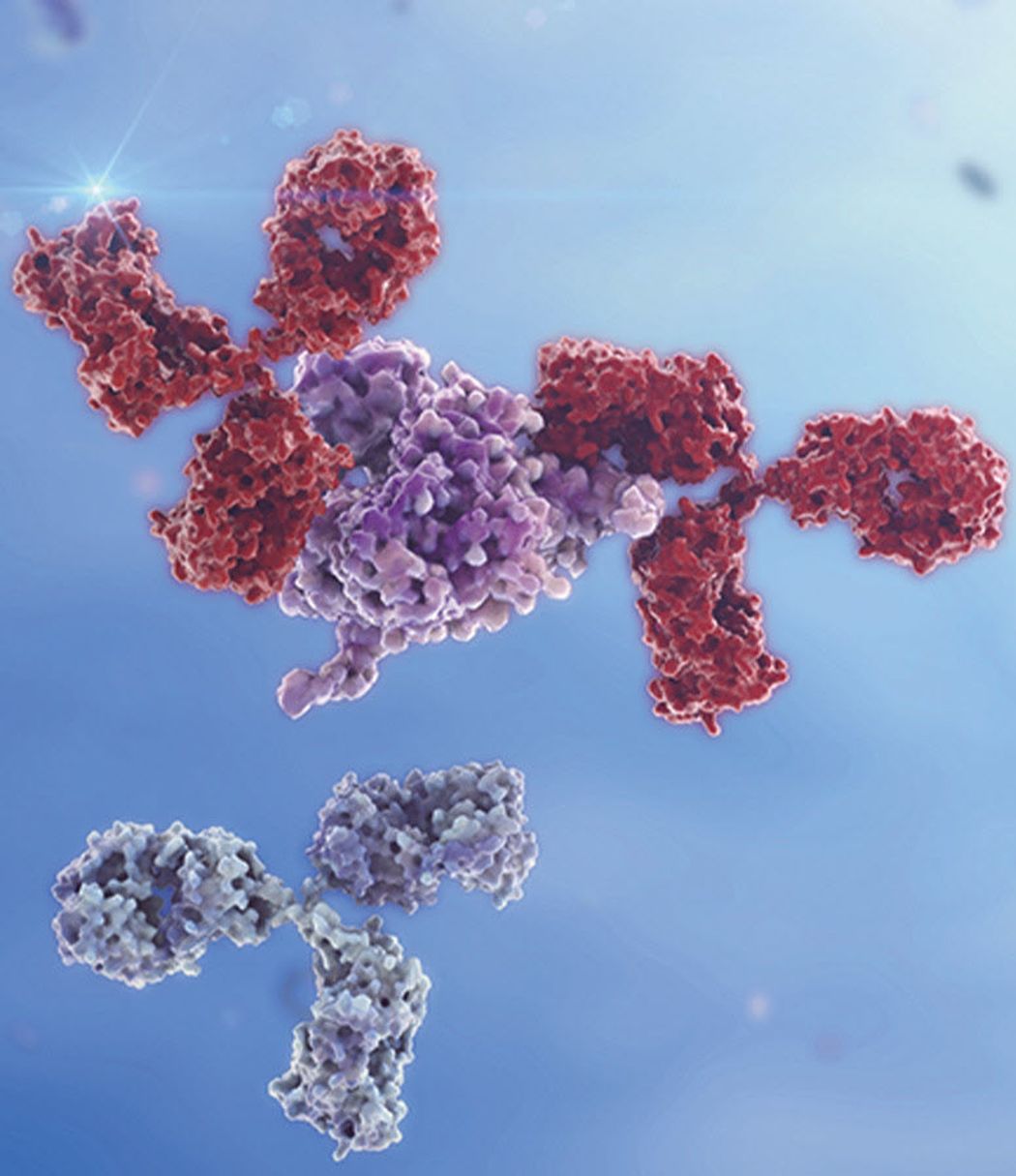Rendering of antibodies binding to a protein Rendering of antibodies binding to a protein