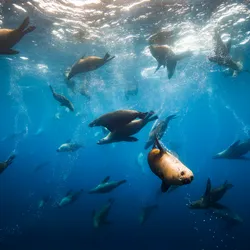 A group of sea lions swimming underwater, releasing bubbles as they move through the ocean. This image represents marine wildlife monitoring and ocean data collection using biologging techniques.