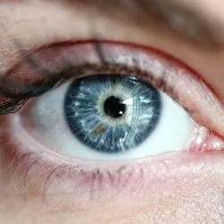 Close-up of a blue eye, highlighting research on eye drops that may extend vision in retinitis pigmentosa models.
