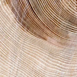 Close-up shot of cut tree stump's rings. Researchers have created transparent woods that could be used in a variety of applications