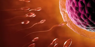 transparent sperm headed twoard an egg, fertilization by 2 sperm is required for semi-identical twins