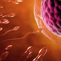 transparent sperm headed twoard an egg, fertilization by 2 sperm is required for semi-identical twins