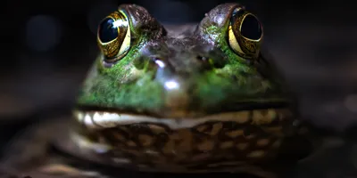 a close up of a green bullfrog with wide mouth suggesting the question do frogs have teeth?