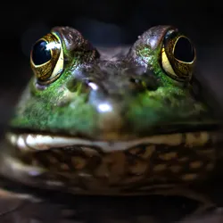 a close up of a green bullfrog with wide mouth suggesting the question do frogs have teeth?