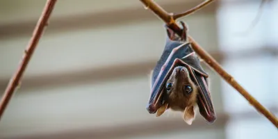 image of a brown bat hanging updise down showing it's eyes and begging the question are bats blind?