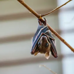 image of a brown bat hanging updise down showing it's eyes and begging the question are bats blind?