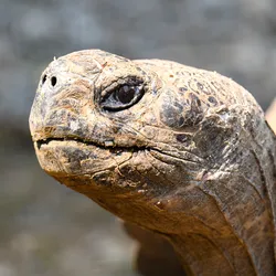 a galapogos tortoise head, one of the most long-lived animals on Earth