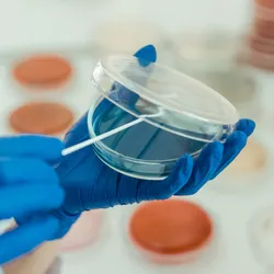Scientist wearing laboratory gloves holding a petri dish with blue agar in a laboratory setting.