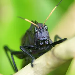 Close-up of a black grasshopper perched on a green plant stem, with its antennae upright and eyes sharply in focus. This image illustrates the biodiversity of insect species, many of which are increasingly at risk due to complex global drivers of insect decline, including habitat loss and agricultural intensification.