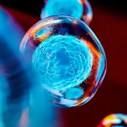 A highly magnified image of a human stem cell, glowing blue with a textured nucleus, set against a dark red background. Represents research on stem cells and why waistlines expand in middle age.