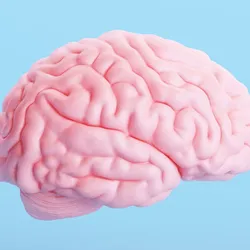 Human brain model representing dopamine receptor roles in anxiety regulation