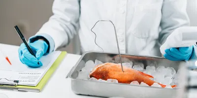 Scientist performing mercury testing on a fish in ice.