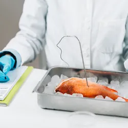 Scientist performing mercury testing on a fish in ice.
