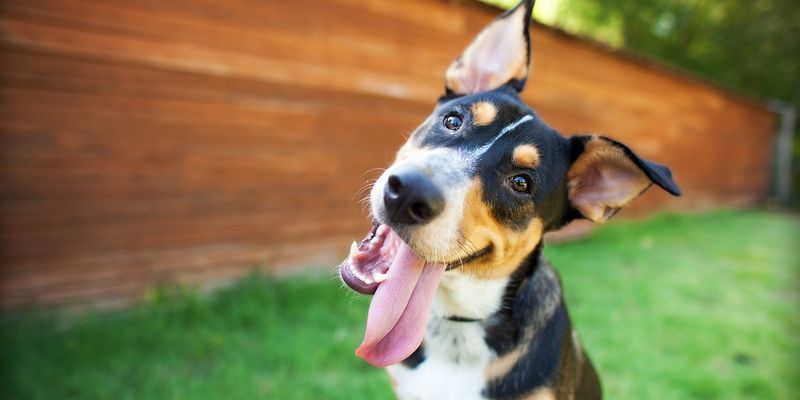 Decoding Dog Emotions: New Research Highlights Human Misinterpretation ...
