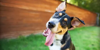 Dog showing happy emotions with tongue out and head tilted.