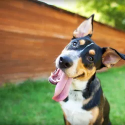 Dog showing happy emotions with tongue out and head tilted.
