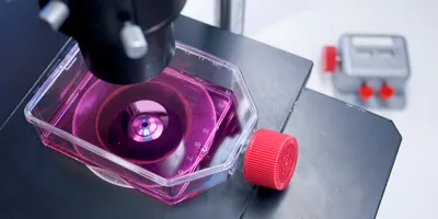 Cells in purple cell culture media under a microscope, symbolic of cell culture automation.