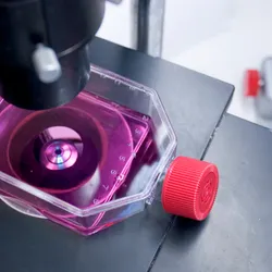 Cells in purple cell culture media under a microscope, symbolic of cell culture automation.