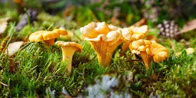 Chanterrelle mushrooms known for their kokumi flavor growing in a natural environment