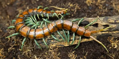 A centipede on the ground.